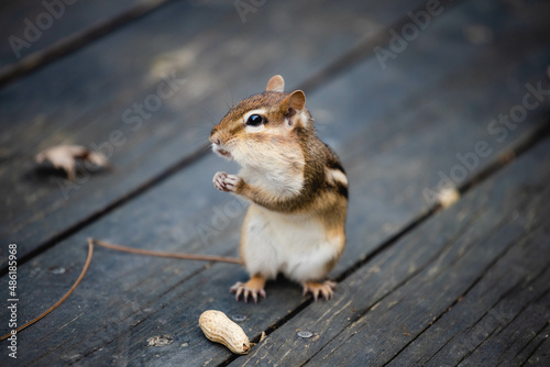 chipmunk, Marmotini eating in the park