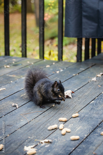 squirrel eating in the park