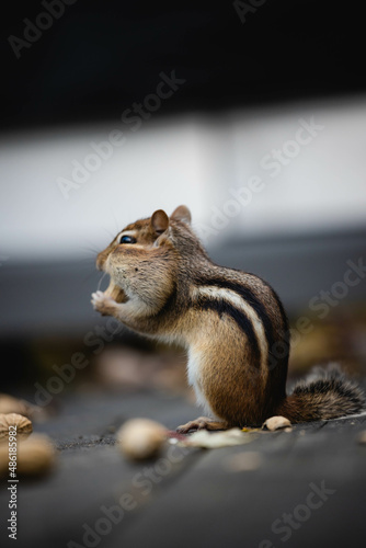 chipmunk, Marmotini eating in the park