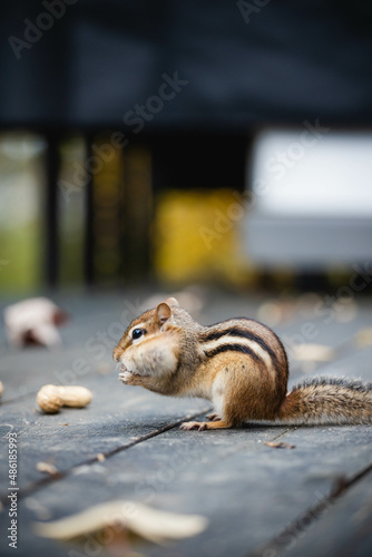 chipmunk, Marmotini eating in the park