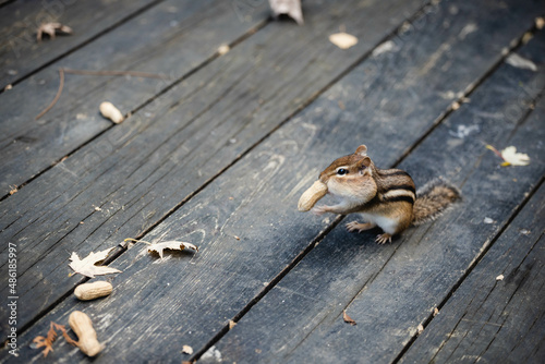 chipmunk, Marmotini eating in the park