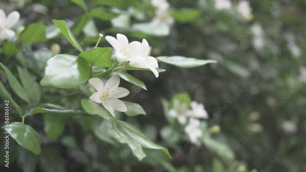Jasmine flowers are swaying in wind. Wonderful blooming jasmine Jasmine flowers are swaying in wind. Wonderful blooming jasmine