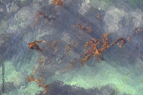 Seaweed in the Sea