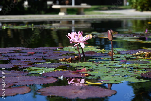 pink water lily