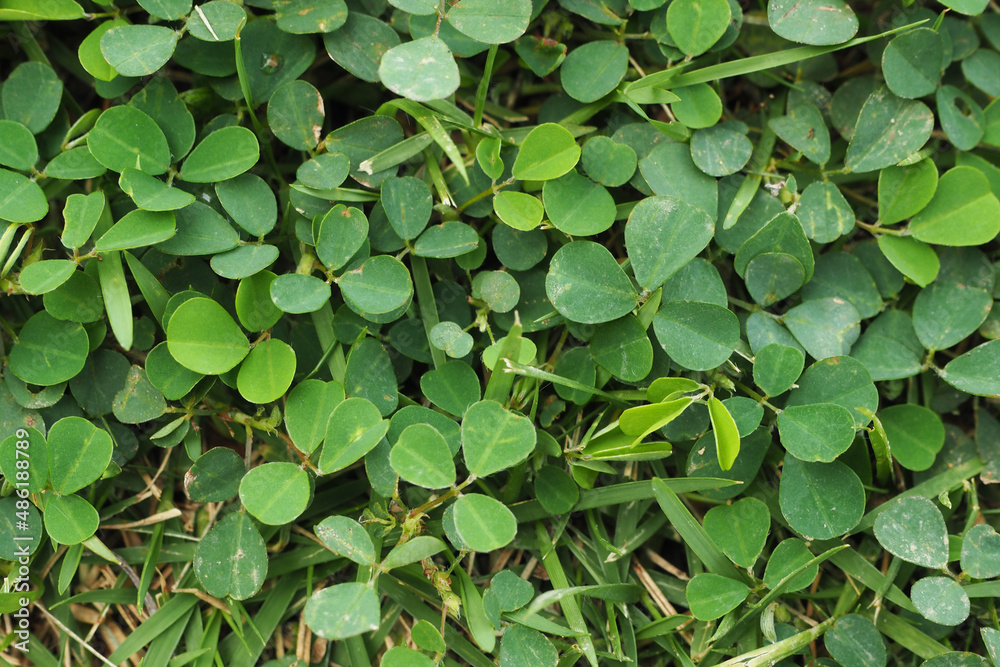 Green leaves for background or template Green leaves for background or template