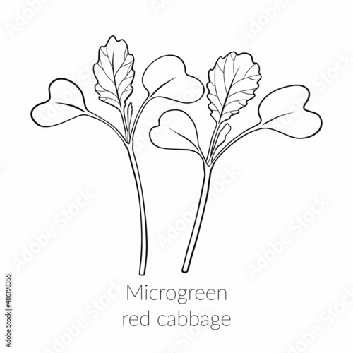 Young microgreen red cabbage sprouts, cabbage microgreen growing, young green leaves, healthy lifestyle concept, vegan healthy food. Vector line graphics on a white background, line art, one line.