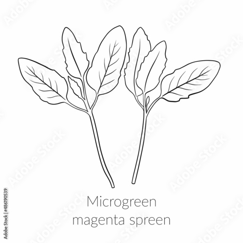 Young microgreen magenta spreen sprouts, magenta spreen microgreen growing, healthy lifestyle concept, vegan healthy food. Vector line graphics on a white background, line art, one line.