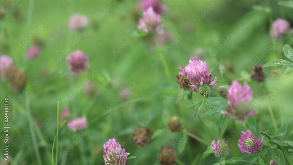 pink purple clover flowers in green field. trifolium repens ladino clover in bloom. Patrick's day concept pink purple clover flowers in green field. trifolium repens ladino clover in bloom. Patrick's day concept