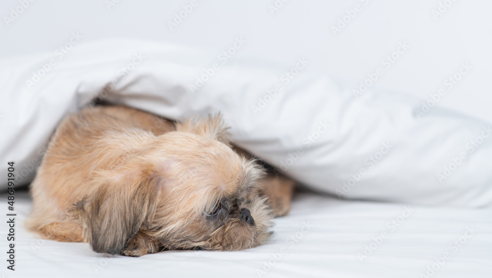 Unhappy Brussels Griffon puppy lying under white warm blanket on a bed at home Unhappy Brussels Griffon puppy lying under white warm blanket on a bed at home