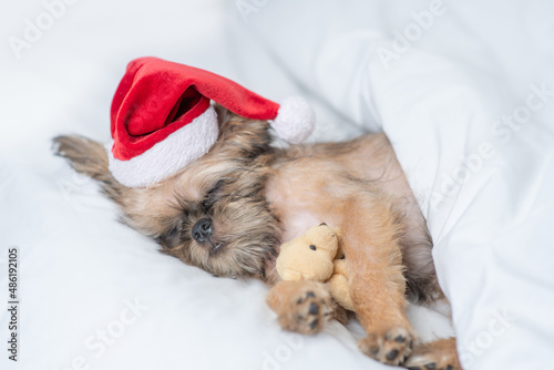 Cute Brussels Griffon puppy wearing red santa hat sleeps with toy bear on a bed under white blanket at home