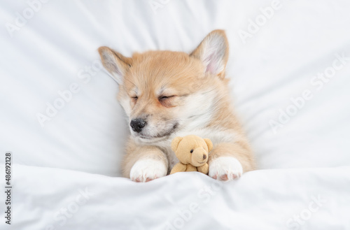 Cute Beagle puppy sleeps under warm blanket on a bed at home and hugs favorite toy bear. Top down view