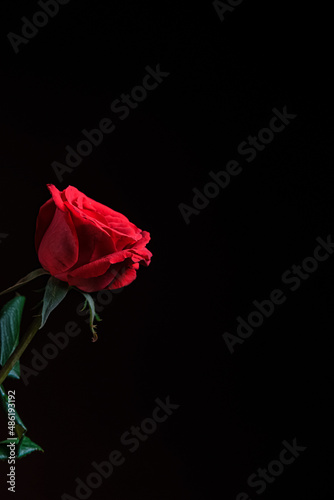 red rose on black