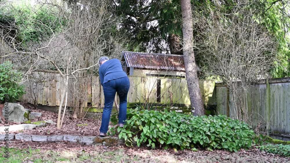 Middle aged woman digging overgrown Epimedium out of backyard garden with a shovel
Middle aged woman digging overgrown Epimedium out of backyard garden with a shovel
