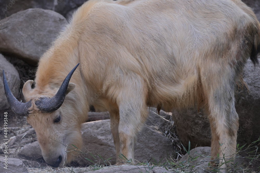 Fototapeta premium ゴールデンターキン