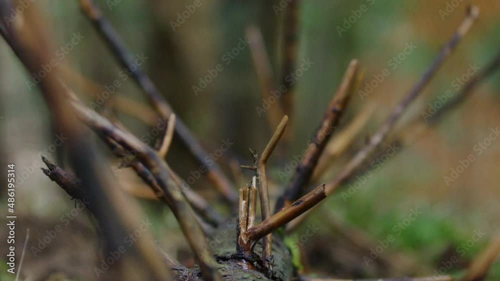A tree branch gets cut off in slow motion A tree branch gets cut off in slow motion