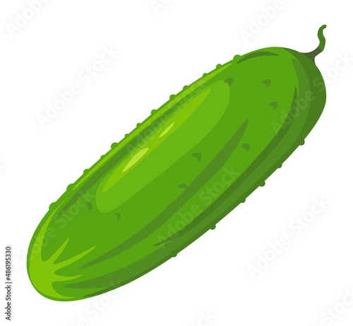 Cucumber healthy vegetables and dieting vector