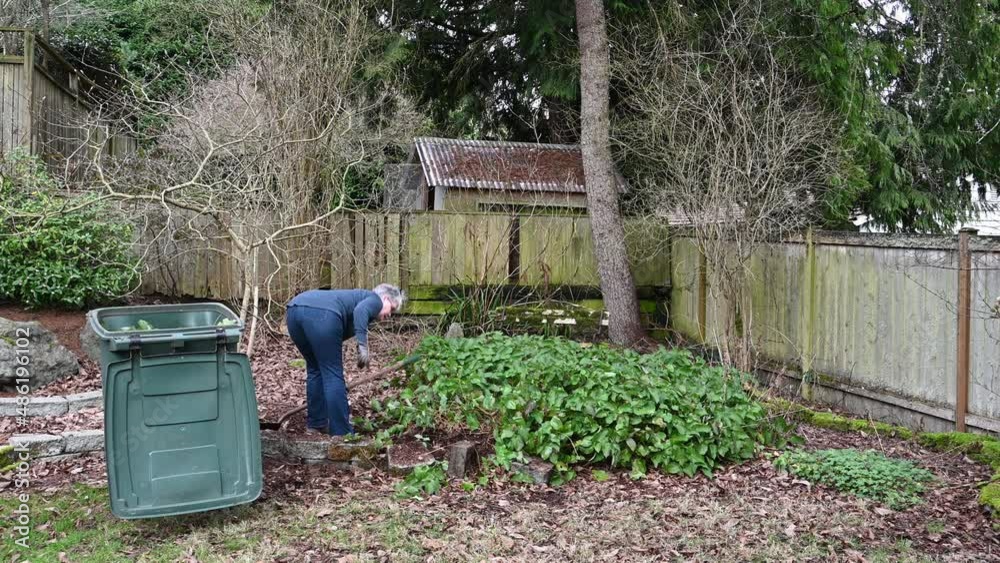 Middle aged woman digging out overgrown Epimedium in garden with shovel ...