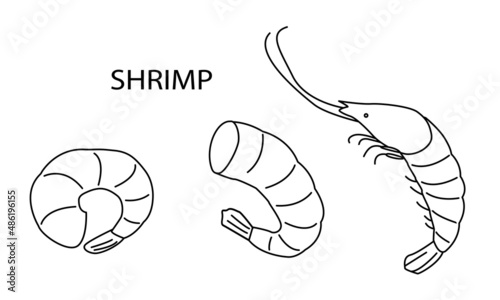 Set. Fresh shrimp in doodle style. Vector illustration, hand drawn with an outline on a white background. For seafood logo, restaurants, menu