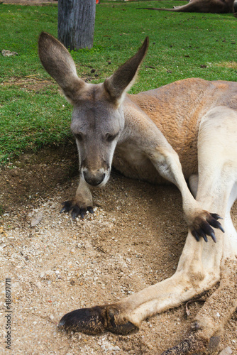 Kangaroo laying down on the sand