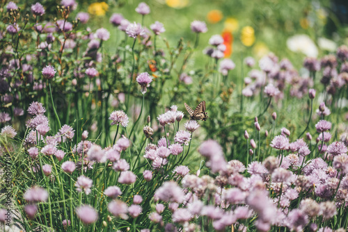 field of pink and white flowers