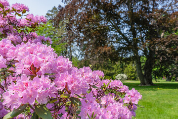 Acrylglasbilder Azalee Rosa Azaleenstrauch im Maipark  © Sergey + Marina