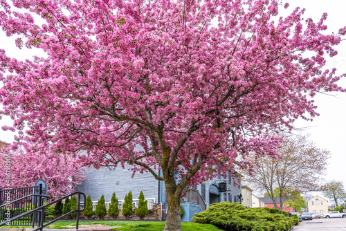 A huge old lush beautiful Redbuds tree (Apple tree, Malus) strewn with pink flowers in New England spring. Portsmouth, New Hampshire, USA