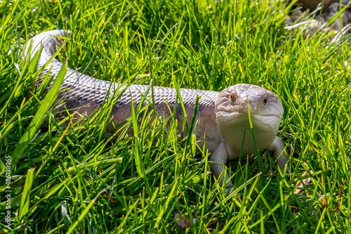 Skink lizard (family Scincidae) in the grass looks warily at the camera photo