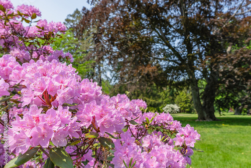 Lovely pink tender blooms on an azalea bush in a park at Atkinson Common in Newburyport in May photo
