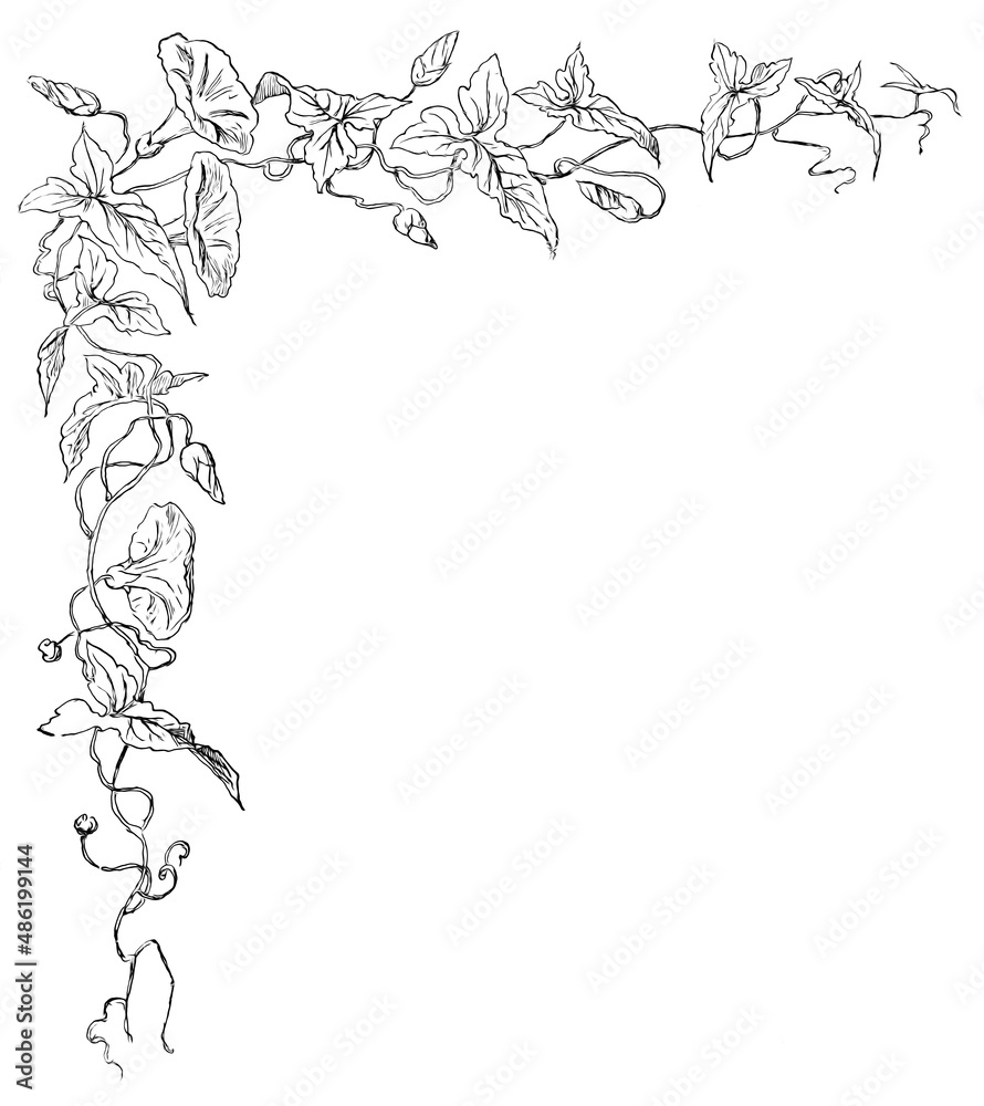 Corner floral ornament for book, title page brochure. White background. Vintage style.