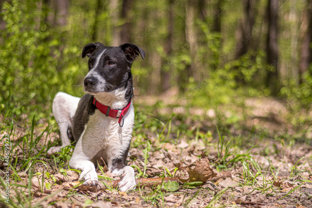 Purebred dog sitting on fresh grass in the woods. Young black and white doggy obiediently laying on withered leaves. Selective focus on the details, blurred background.