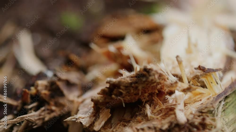A tree is getting carved in slow motion A tree is getting carved in slow motion