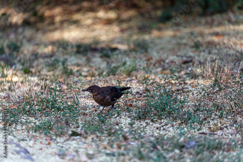 Common blackbird on grass field in park