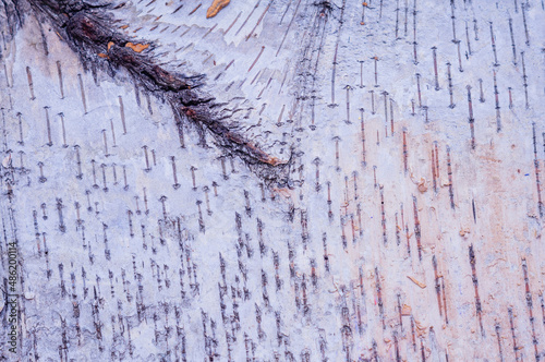 Birch bark wood texture. Abstract background image, wallpaper, place for text