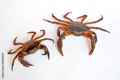 2 crabs on a white background