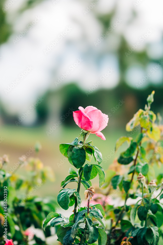 Obraz premium rose