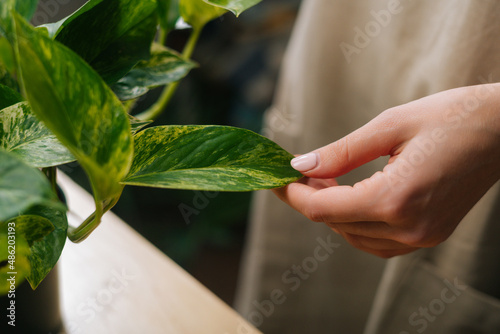 Close-up cropped shot of unrecognizable female florist taking care of plants in home with hands, dusting flowers. Closeup view of gardener removing dust from green foliage of plants in floral shop.