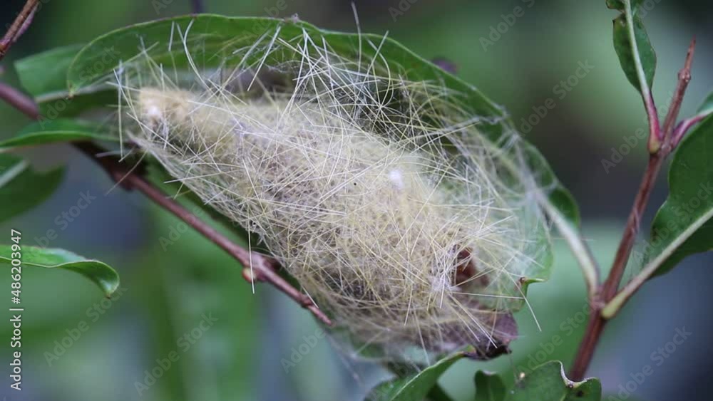 Pupa nest hanging on green leaf branch of tree natural macro background Pupa nest hanging on green leaf branch of tree natural macro background