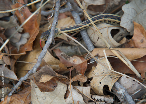 A closeup of a Thamnophis sirtalis semifasciatus on dried leaves and branches in a field photo