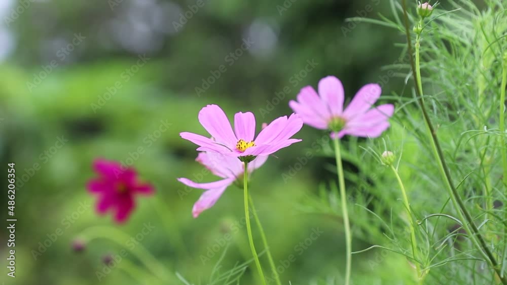 Colorful pink cosmos blossom blooming with light wind in garden Colorful pink cosmos blossom blooming with light wind in garden