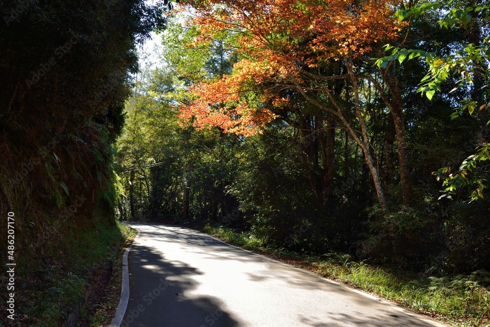 Fototapeta premium Maple Leaf is Autumn background with red & yellow leaves.