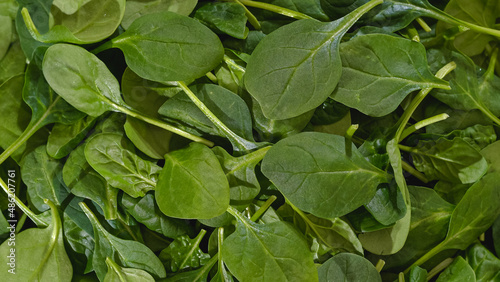 Baby spinach on a cutting board. Fresh leaves of spinach close up,