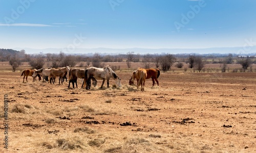 Herd of horses eats hay in a field among dry grass on a farm in autumn in Bulgaria, countryside 