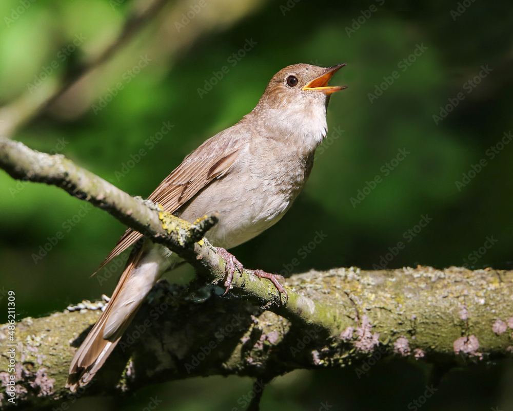 Trush nightingale singing in a nesting plot in an old apple orchard in the city center Trush nightingale singing in a nesting plot in an old apple orchard in the city center