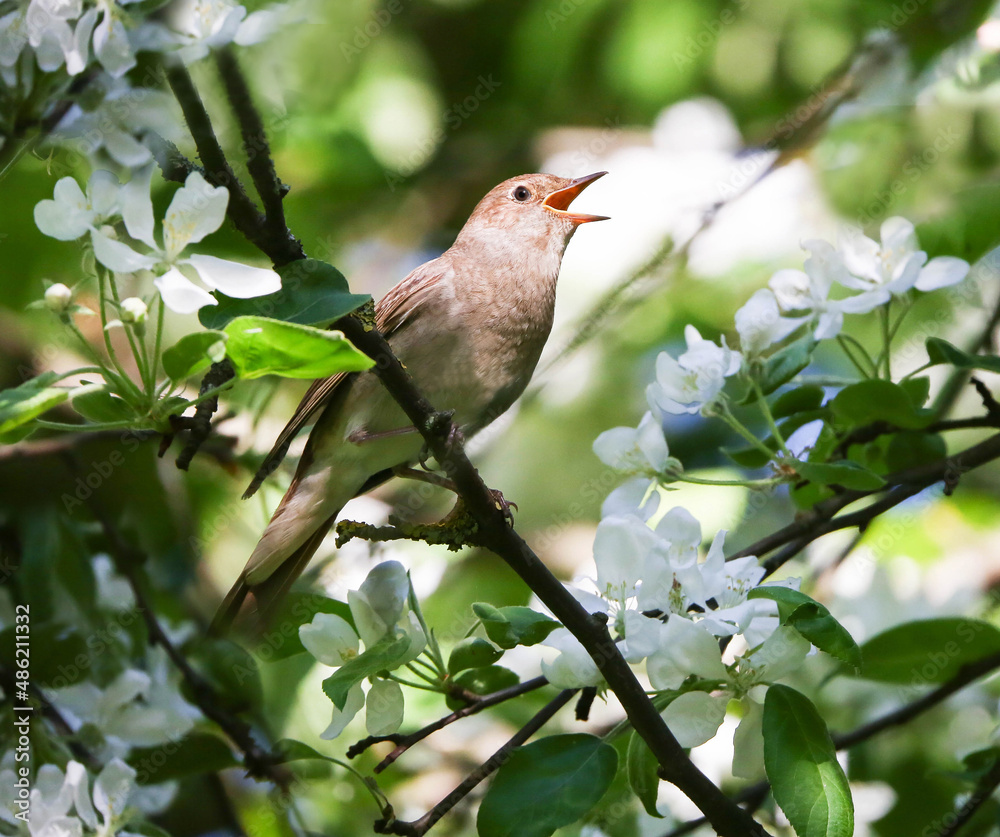 Obraz premium Trush nightingale singing in a nesting plot in an old apple orchard in the city center