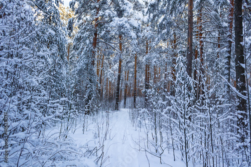 winter, sunny forest of the Urals
