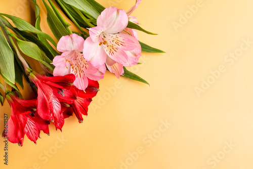 Red and pink flowers of alstroemeria on a yellow background. Space for text. Floral background. The concept of a holiday, beauty. Birthday, March 8, Valentine's Day. photo