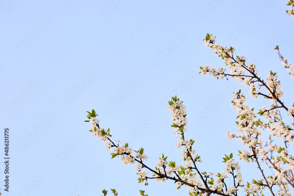 Beautiful flowering cherry branches on blue sky background with white flowers, spring day. Banner. Nature wallpaper. Fruit garden tree care. Springtime. Copy space. Close-up. Blooming season. Mockup. Beautiful flowering cherry branches on blue sky background with white flowers, spring day. Banner. Nature wallpaper. Fruit garden tree care. Springtime. Copy space. Close-up. Blooming season. Mockup.