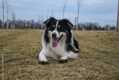 Border collie is lying in the grass. He is so crazy dog on trip. © doda