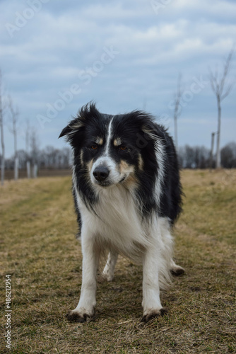 border collie is standing in the field in the nature, in mountain in czech republic. She is very happy.