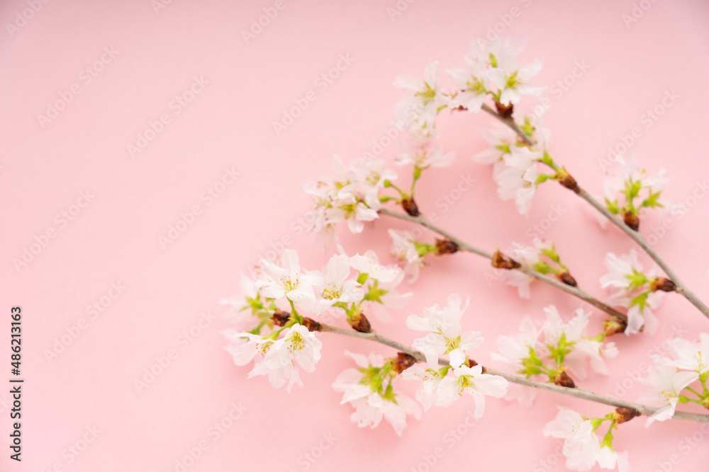 ピンクの背景に置いた桜